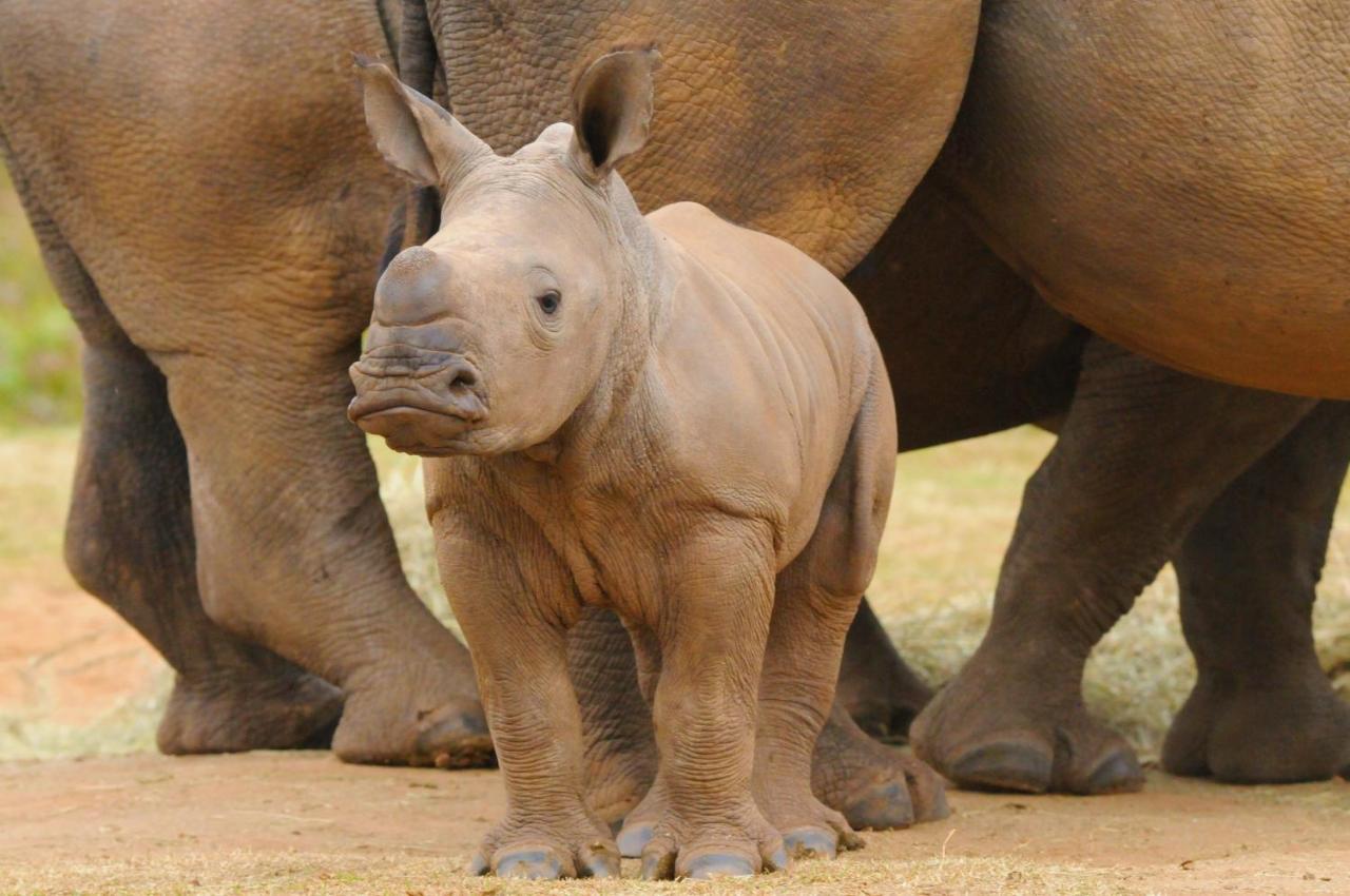 Botlierskop Private Game Reserve Reebok Екстер'єр фото