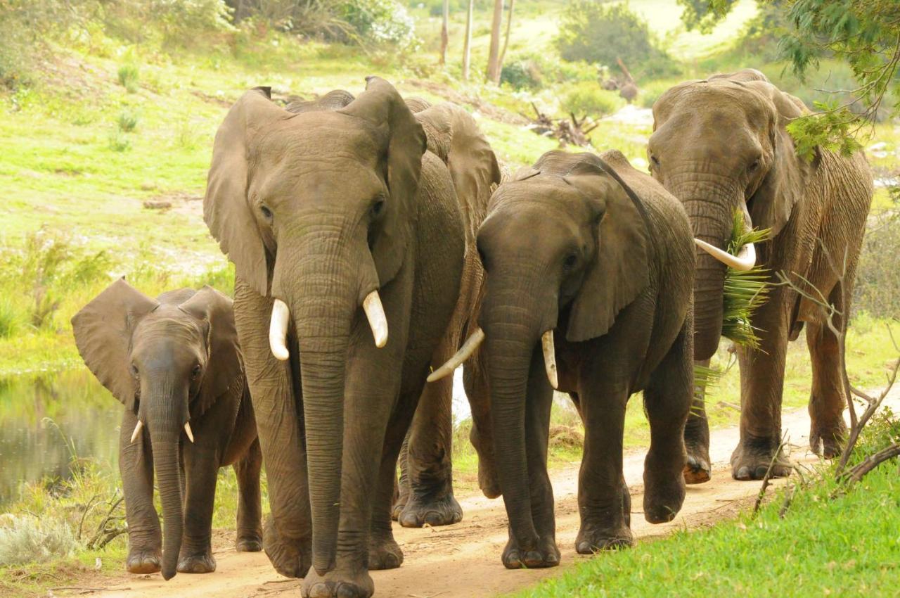 Botlierskop Private Game Reserve Reebok Екстер'єр фото