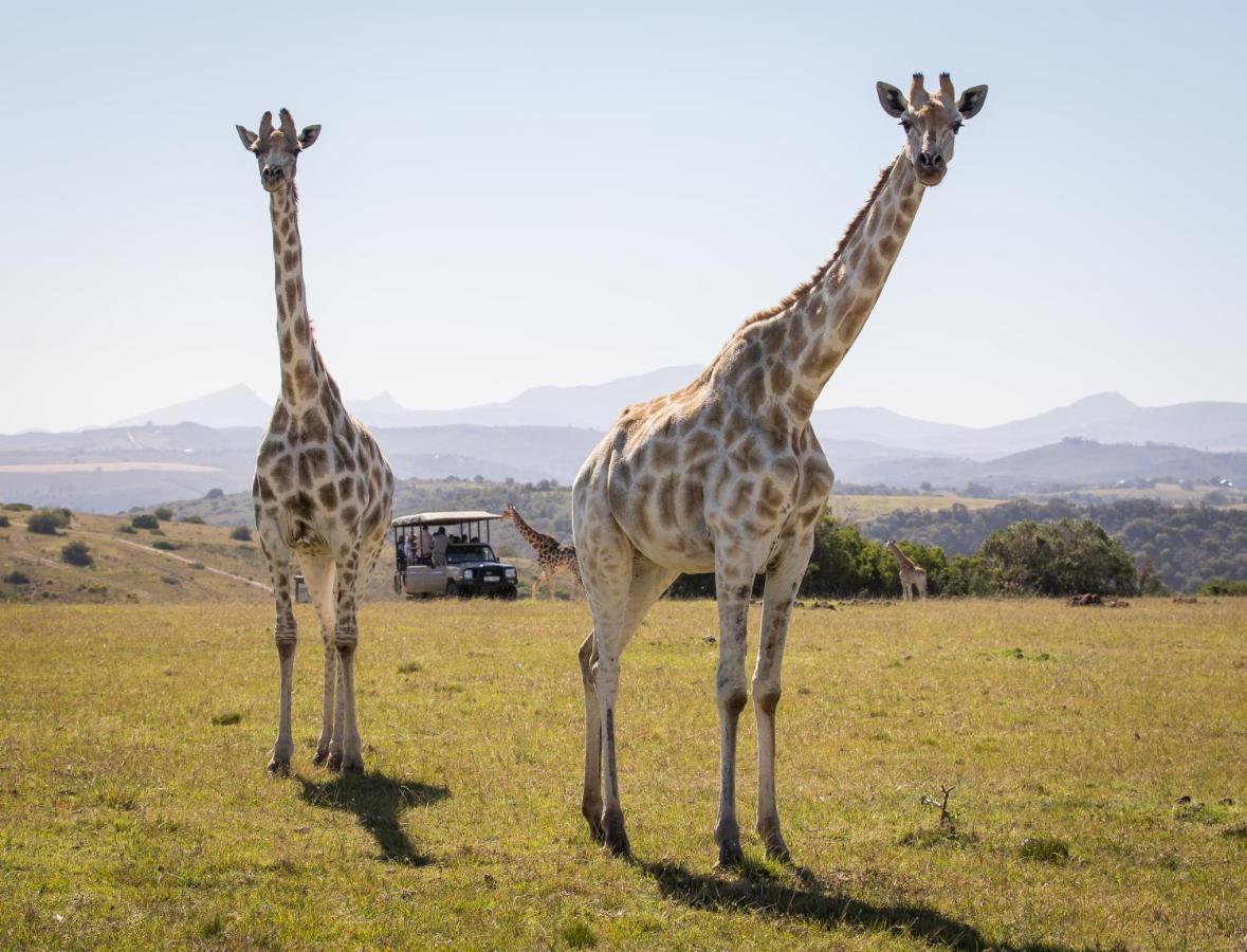 Botlierskop Private Game Reserve Reebok Екстер'єр фото