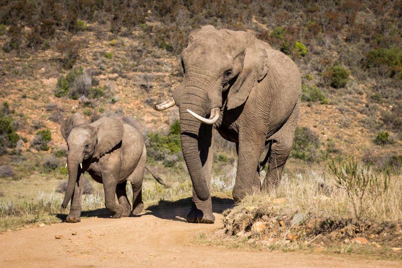 Botlierskop Private Game Reserve Reebok Екстер'єр фото