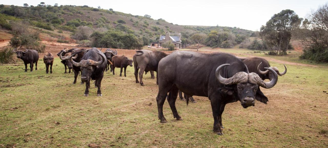 Botlierskop Private Game Reserve Reebok Екстер'єр фото