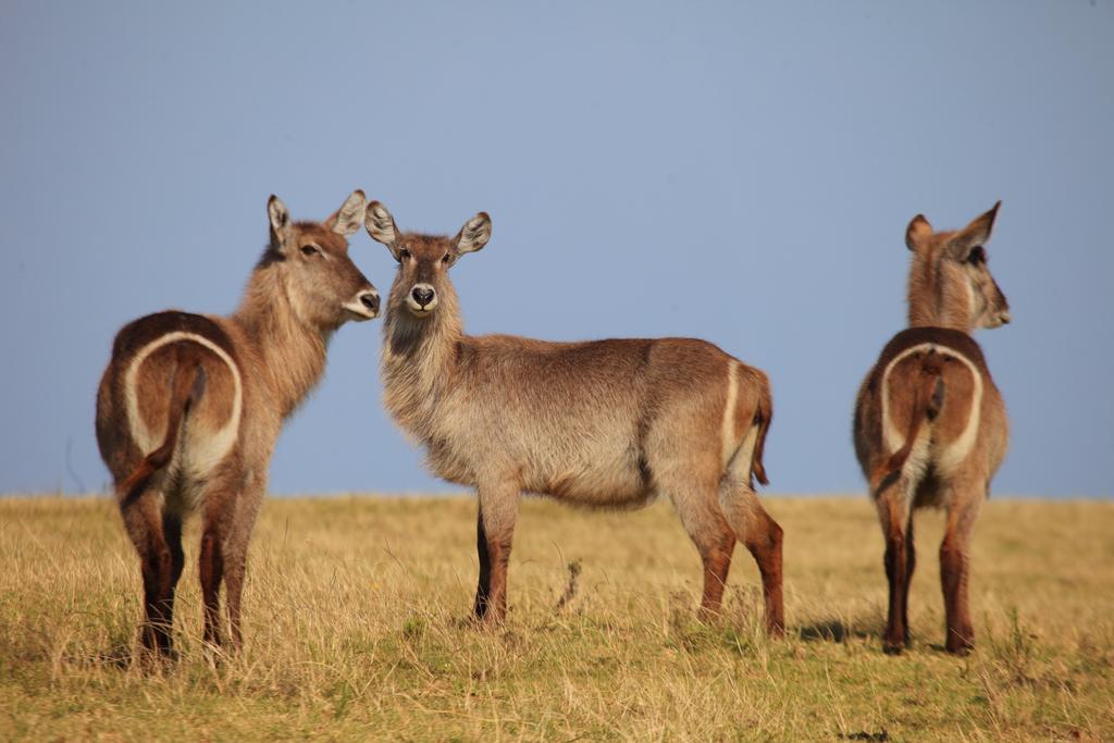 Botlierskop Private Game Reserve Reebok Екстер'єр фото