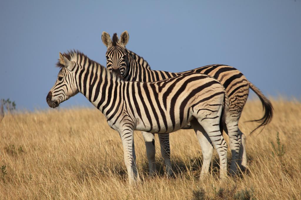 Botlierskop Private Game Reserve Reebok Екстер'єр фото