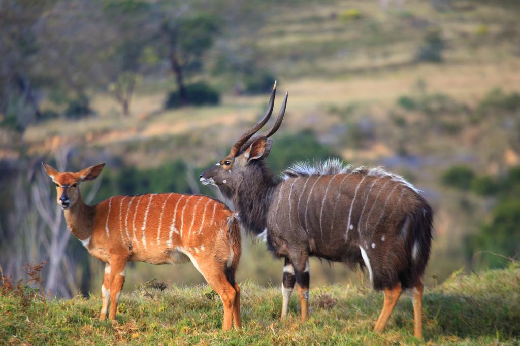 Botlierskop Private Game Reserve Reebok Екстер'єр фото
