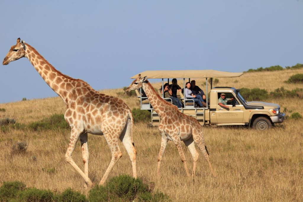 Botlierskop Private Game Reserve Reebok Екстер'єр фото