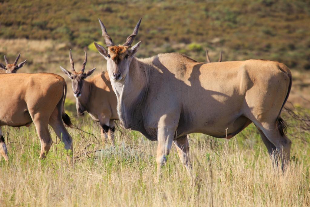 Botlierskop Private Game Reserve Reebok Екстер'єр фото