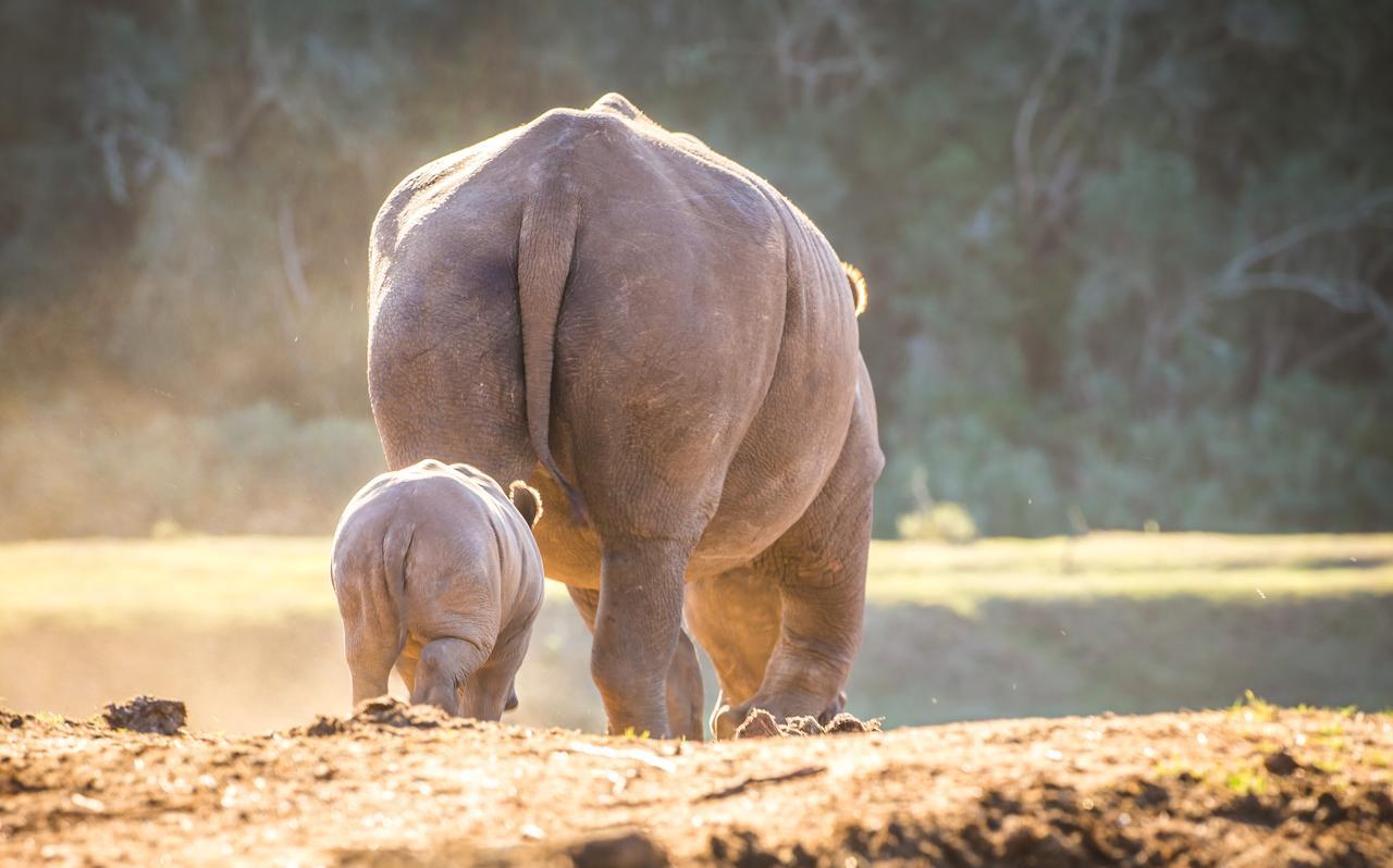 Botlierskop Private Game Reserve Reebok Екстер'єр фото